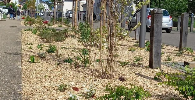 photo  une nouvelle gamme de végétaux a trouvé place devant le parc de l’europe, de part et d’autre de la route d’angers, à saint-barthélemy-d’anjou (maine-et-loire).  &copy;  ouest-france 