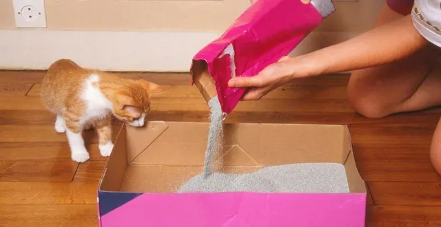 photo  la litière peut être jetée dans son compost individuel mais il est interdit de la mettre dans les composts partagés du sirtom de flers-condé.  &copy;  fotolia 