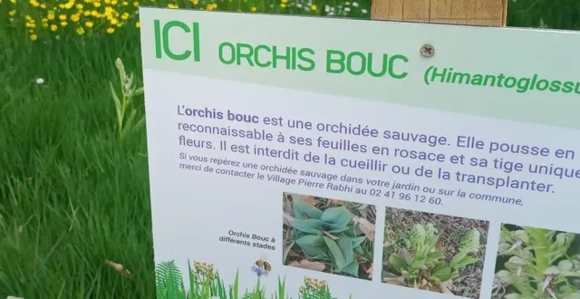 photo  un recensement des orchidées est en cours dans la commune.  &copy;  co 