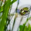 photo la grenouille verte est présente au marais du grand hazé.