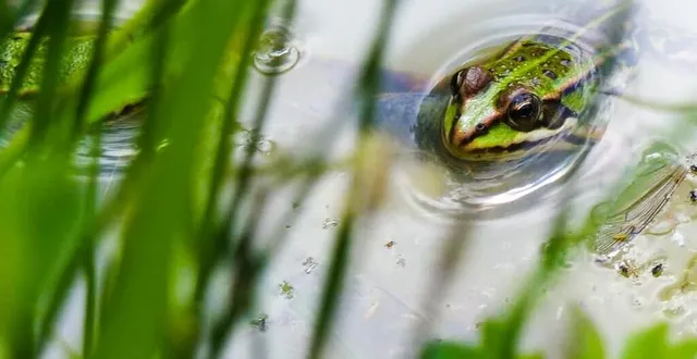 photo  la grenouille verte est présente au marais du grand hazé.  &copy;  manon jean 