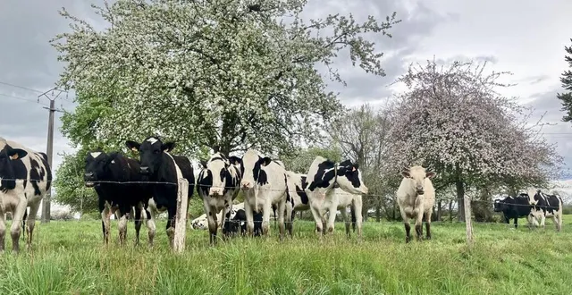 photo  sur la route des poiriers et pommiers en fleurs à mantilly, dans l’orne.  &copy;  ouest-france 