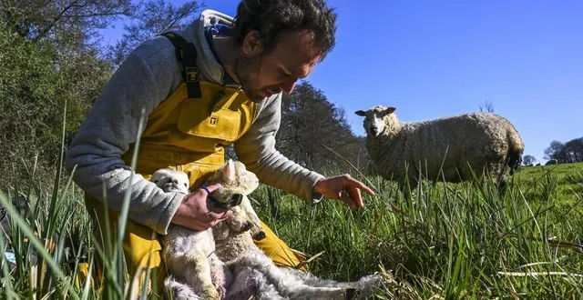 photo  titouan goenvec s’est installé en 2023, grâce au soutien du dispositif feve. il élève des ovins et des poulets, le tout en bio.  &copy;  photo le maine libre /denis lambert 