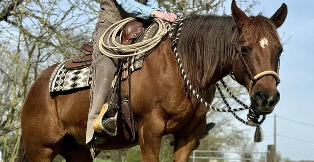 photo  des cowboys, un dépaysement complet.  &copy;  ouest-france 