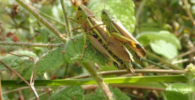 photo  le criquet ensanglanté est présent au marais du grand hazé.  &copy;  olivier hesnard 