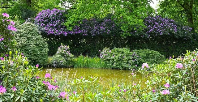 photo  les rhododendrons apprécient les sols humides et frais, ainsi qu’une exposition à la mi-ombre des sous-bois.  &copy;  franck schmitt 