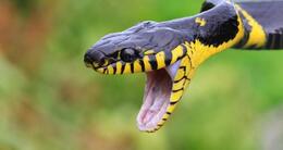 Info insolite  les serpents font partie des dix animaux qui font chaque année le plus de victimes parmi les hommes. 