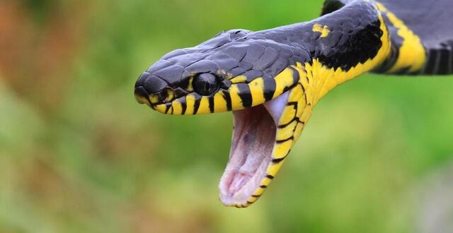 photo les serpents font partie des dix animaux qui font chaque année le plus de victimes parmi les hommes. © pixabay