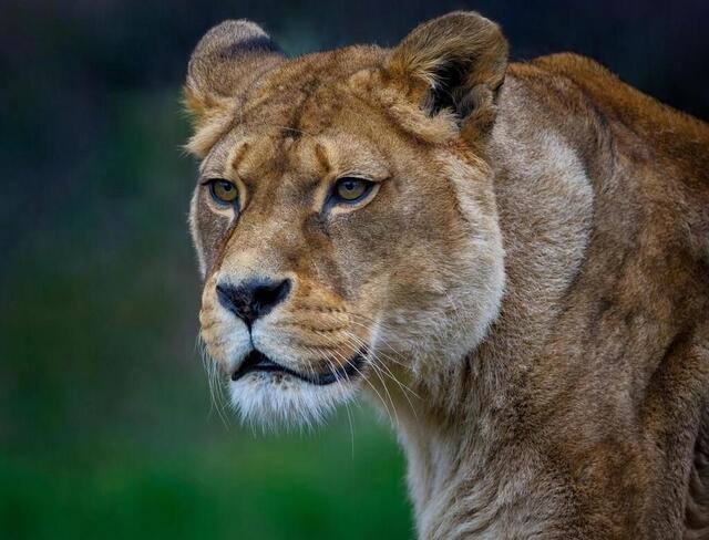 Le lion. Pixabay photo le lion. © pixabay