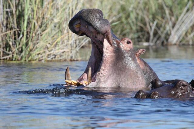 L’hippopotame. Pixabay photo l’hippopotame. © pixabay