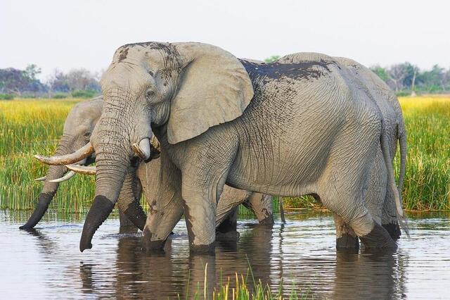 L’éléphant. Pixabay photo l’éléphant. © pixabay