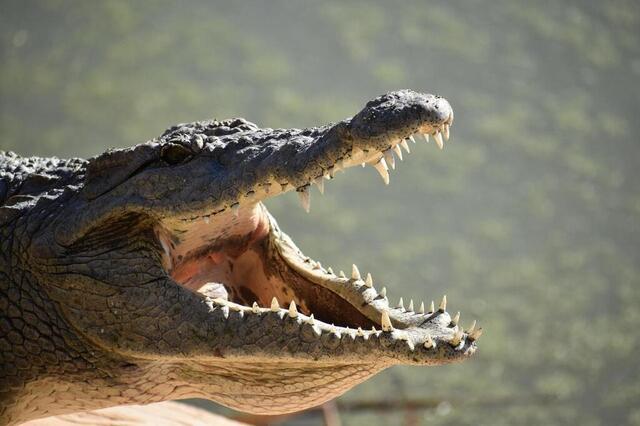Le crocodile. Pixabay photo le crocodile. © pixabay
