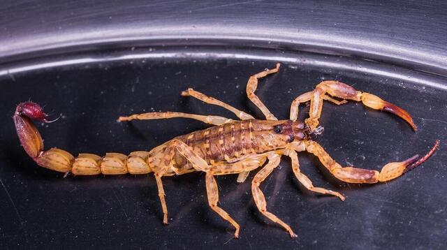 Le scorpion. Pixabay photo le scorpion. © pixabay
