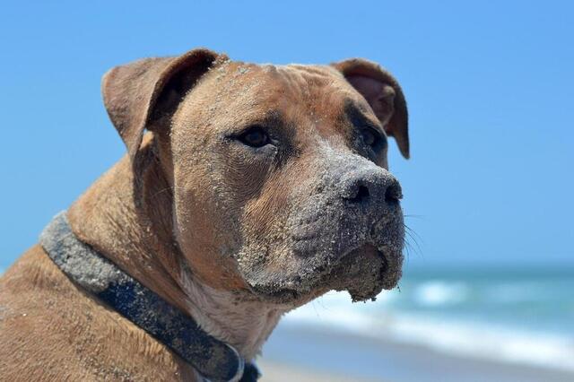 Le chien. Pixabay photo le chien. © pixabay