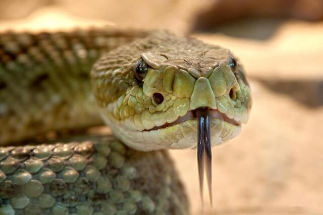 Le serpent. Pixabay photo le serpent. © pixabay