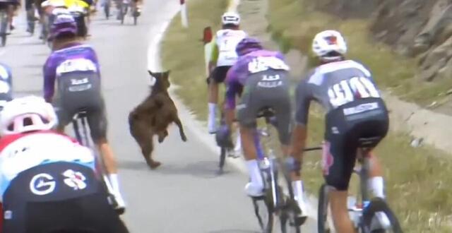 photo ce dimanche, lors de la 3e étape du giro qui se déroulait autour de la ville albanaise de vlorë (160 km), une chèvre s’en est pris à un coureur du giro 2025. © afp / luca bettini