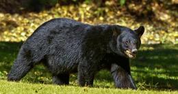 Info insolite  la population d’ours noirs est estimée à plus de 600 000 individus aux états-unis. 
