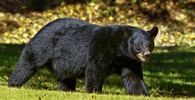 photo la population d’ours noirs est estimée à plus de 600 000 individus aux états-unis. © pixabay