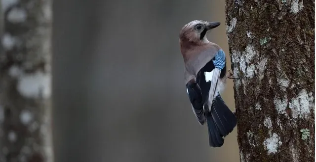 photo  geai des chênes  &copy;  archives co – josselin clair 