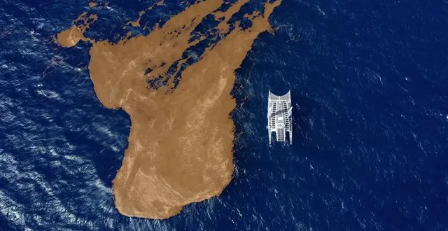 photo  les sargasses constituent un obstacle de plus pour les bateaux sur la course au large, notamment dans les antilles.  &copy;  photo d’illustration energy observer productions - francine kreiss 