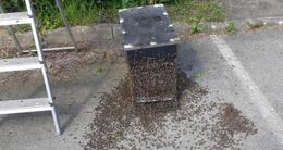 Info insolite  l’essaim de 20 000 à 30 000 abeilles noires a été placé dans une ruche par l’apiculteur loïc marteil devant l’établissement d’hébergement pour personnes âgées dépendantes (ehpad). 