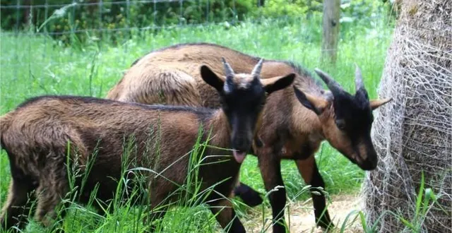 photo  des chèvres en divagation ont été trouvées près du magasin leroy merlin d’angers.  &copy;  photo ville de saint-barthélemy-d’anjou 