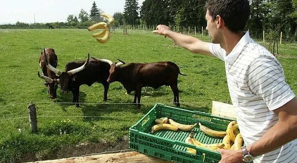 photo  le parc animalier d’écouves est situé non loin d’alençon (orne).  &copy;  archives ouest-france 