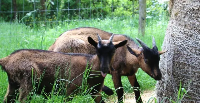 photo  la ville de saint-barthélemy-d’anjou a lancé un appel pour retrouver les propriétaires de deux chèvres.  &copy;  ville de saint-barthélemy-d’anjou 