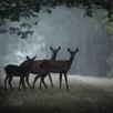 photo  des biches dans une forêt sarthoise 