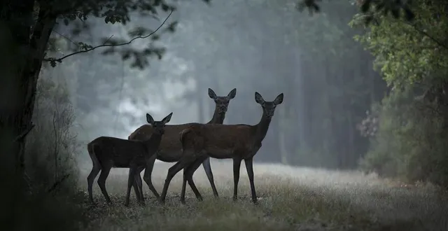 photo  des biches dans une forêt sarthoise  &copy;  . joel geffray – rémi lépinay 