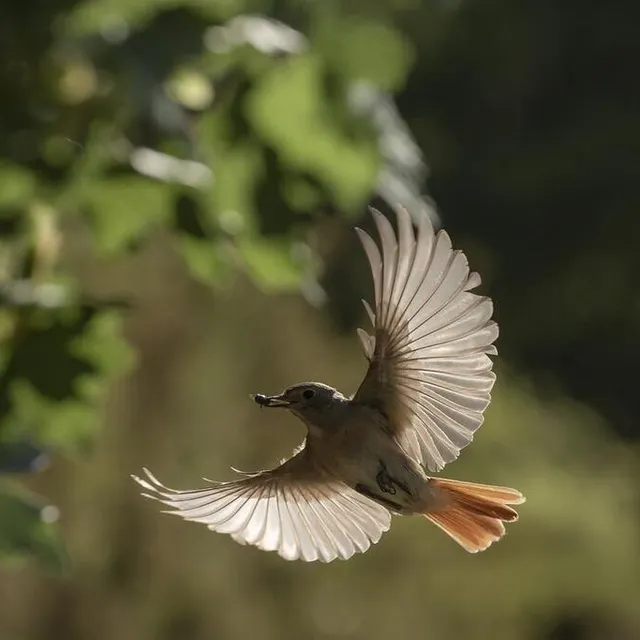 photo un oiseau saisissant un insecte au vol.  ©  joel geffray – rémi lépinay