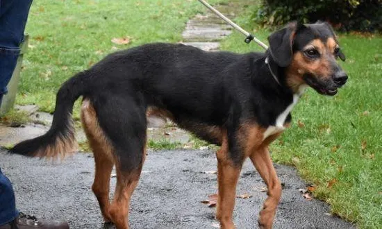 photo  le chien paco est à adopter à la spaa du maine-et-loire basée à angers.  &copy;  photo spaa 