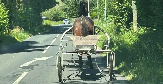 photo  un cheval de course était en divagation entre ruaudin et le mans ce vendredi.  &copy;  témoin 