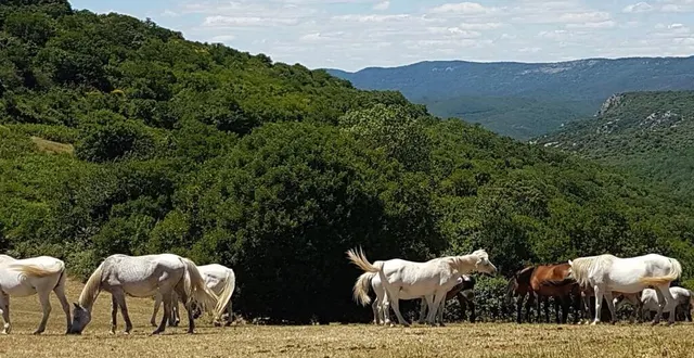 photo  les étroits vallons verdoyants ou brûlés par le soleil des corbières.  &copy;  marie-lyne brebion 