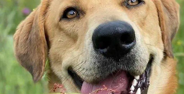 photo  ses deux chiennes, toscane et lady, âgées de 8 et 14 ans ont dû être prises en charge en urgence, à cause d’une cystite.  &copy;  illustration co 