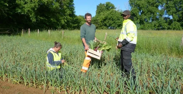 photo  françois guignochau (au centre) et deux des salariés du chantier d’insertion maraîchage en pleine récolte sur le site de thoigné.  &copy;  le maine libre 