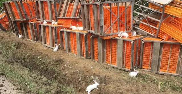 photo  sèvremoine, lundi 12 mai 2025. entre 100 et 150 lapins courent encore dans la nature, plus d’une semaine après l’accident de camion.  &copy;  archives co 