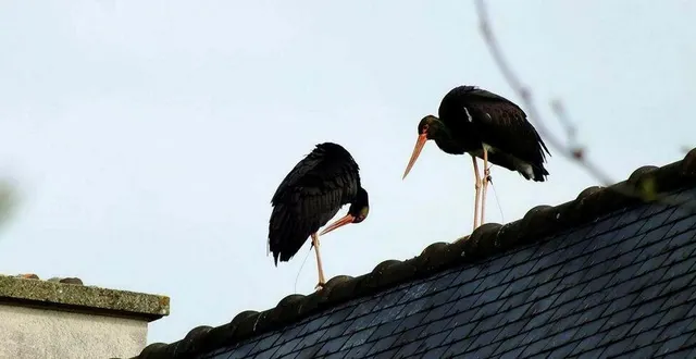 photo  des cigognes noires ont été repérées à 10 km du site.  &copy;  archives ouest-france 