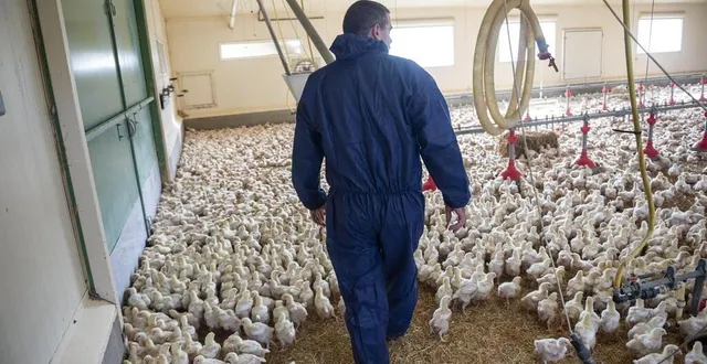 photo  pour soutenir son développement, ldc souhaite construire 300 bâtiments d’élevage de volailles d’ici à trois ans.  &copy;  mathieu pattier / ouest france 