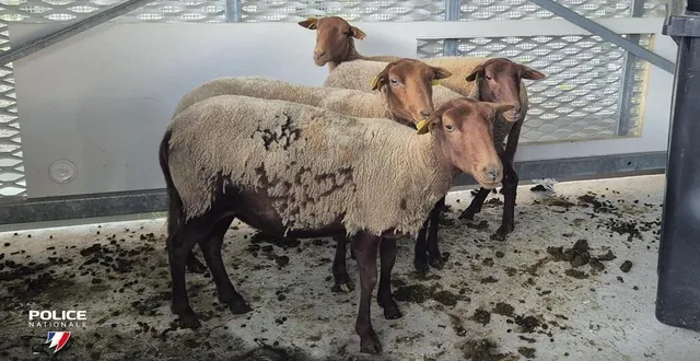 photo  quatre moutons ont été découverts dans le coffre d’une voiture, à deux semaines de l’aïd-el-kébir.  &copy;  police nationale 