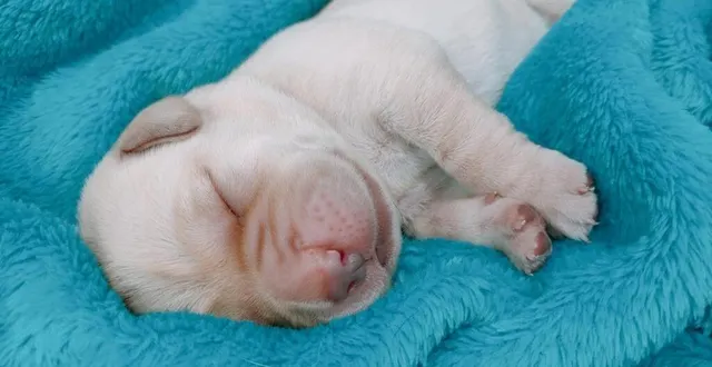 photo  atlas, futur chien guide d’aveugle est à adopter.  &copy;  photo association des chiens guides d’aveugles de l’ouest 