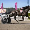 photo  le cheval suédois francesco zet sera le favori de l’édition 2025 de l’elitloppet qui a été l’apanage des chevaux français ces trois dernières années. 