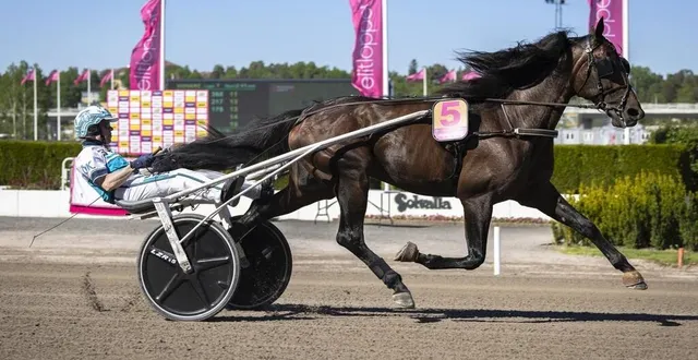 photo  le cheval suédois francesco zet sera le favori de l’édition 2025 de l’elitloppet qui a été l’apanage des chevaux français ces trois dernières années.  &copy;  tr media / lena emmoth 