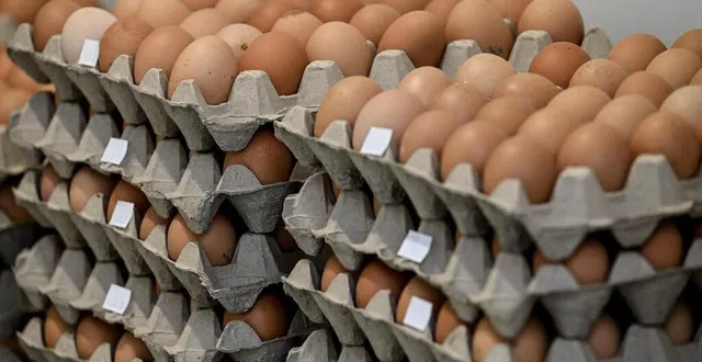 photo  les quantités d’œufs mangées par habitant augmentent. 97 % des français en consomment aujourd’hui.  &copy;  martin roche / ouest france 