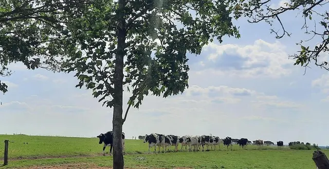 photo  dimanche 25 mai 2025, le gaec des lilas de luché-pringé invite à une matinée pédagogique autour du lait.  &copy;  ouest-france 