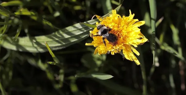 photo  les abeilles jouent un rôle crucial dans la nature.  &copy;  archives le courrier de l’ouest 