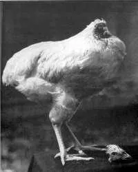 photo  il existe des photos de mike, le poulet sans tête.  &copy;  photo : pierre boulle / flickr 