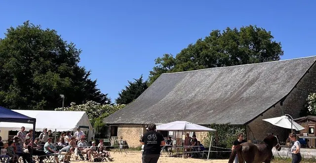 photo  séance d’ostéopathie équine avec kadja, jument de 27 ans.  &copy;  le maine libre 