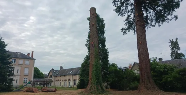 photo  le futur site de la médiathèque d’écommoy (sarthe) avec le séquoia étêté avec le lierre dans lequel un nid de rouge-gorge a été découvert.  &copy;  ouest-france. 