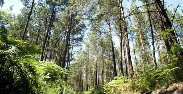 photo  la forêt domaniale des andaines (orne) est à cheval sur les communes d’antoigny, bagnoles-de-l’orne, champsecret, domfront, juvigny-sous-andaine, la coulonche, la ferté-macé, la sauvagère, magny-le-désert, perrou, saint-michel-des-andaines.  &copy;  archives ouest-france 